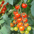Tomatplanta Mix Ø11 cm